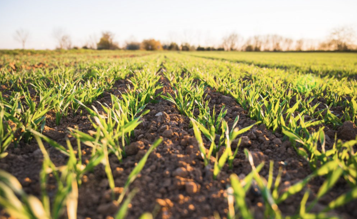 Portada de IICA PANAMA